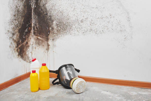 Best Mold Testing and Inspection Services in Old Hill, CT